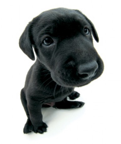 labrador 1.jpg