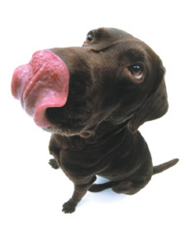 labrador 2.jpg