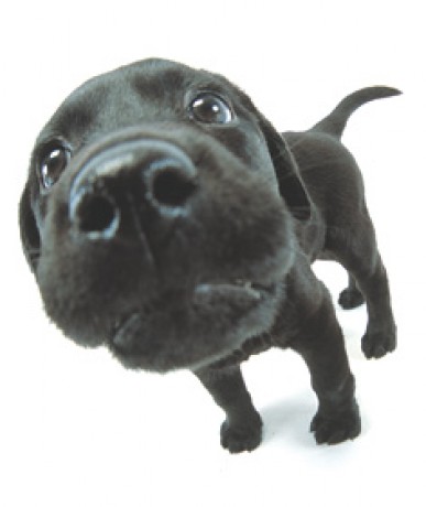 labrador 3.jpg