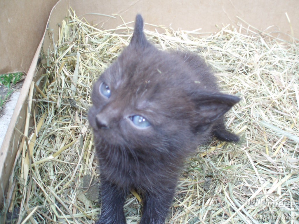 Kotě 4.jpg